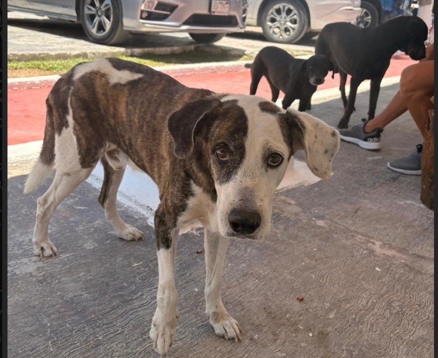 Rescue dog standing with other dogs